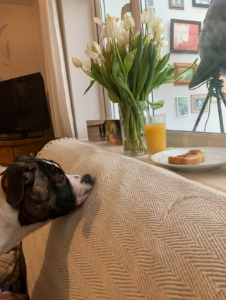 Illustration de l'article : 15 chiens avec un regard de passion amoureuse pour la nourriture