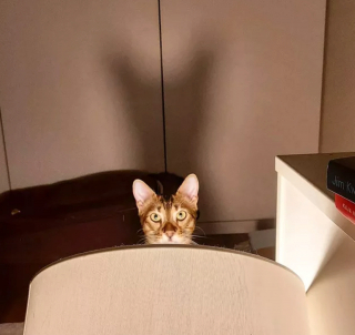 Illustration de l'article : 17 chats qui surveillent votre position ainsi que vos faits et gestes sans vous laisser de répit