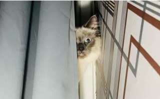 Illustration de l'article : 17 chats qui surveillent votre position ainsi que vos faits et gestes sans vous laisser de répit