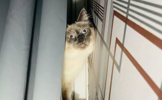 Illustration de l'article : 17 chats qui surveillent votre position ainsi que vos faits et gestes sans vous laisser de répit