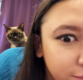 Illustration de l'article : 17 chats qui surveillent votre position ainsi que vos faits et gestes sans vous laisser de répit