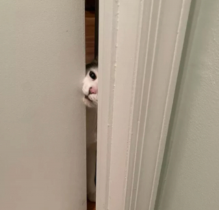 Illustration de l'article : 17 chats qui surveillent votre position ainsi que vos faits et gestes sans vous laisser de répit