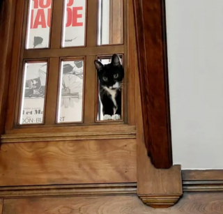 Illustration de l'article : 17 chats qui surveillent votre position ainsi que vos faits et gestes sans vous laisser de répit