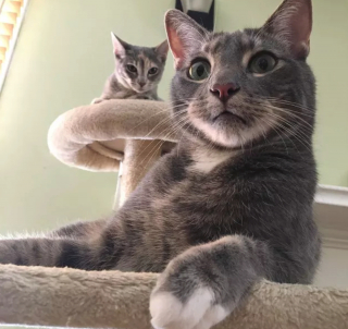 Illustration de l'article : 17 chats qui surveillent votre position ainsi que vos faits et gestes sans vous laisser de répit