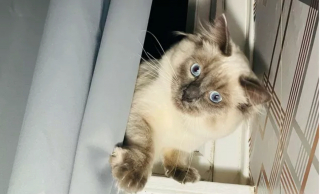 Illustration de l'article : 17 chats qui surveillent votre position ainsi que vos faits et gestes sans vous laisser de répit