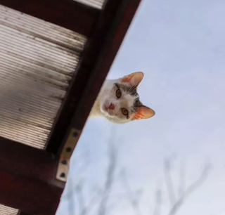 Illustration de l'article : 17 chats qui surveillent votre position ainsi que vos faits et gestes sans vous laisser de répit