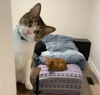 Illustration de l'article : 17 chats qui surveillent votre position ainsi que vos faits et gestes sans vous laisser de répit