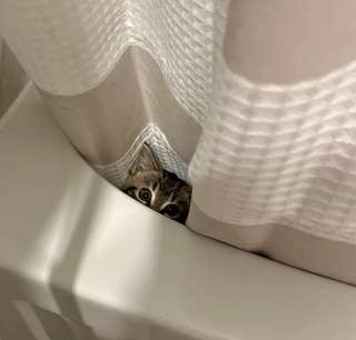 Illustration de l'article : 17 chats qui surveillent votre position ainsi que vos faits et gestes sans vous laisser de répit