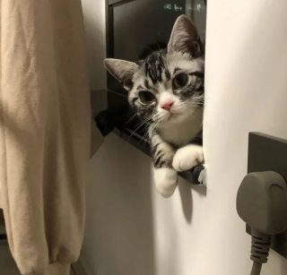 Illustration de l'article : 17 chats qui surveillent votre position ainsi que vos faits et gestes sans vous laisser de répit