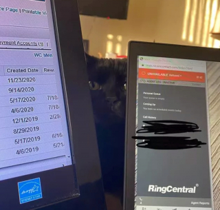 Illustration de l'article : 17 chats qui surveillent votre position ainsi que vos faits et gestes sans vous laisser de répit