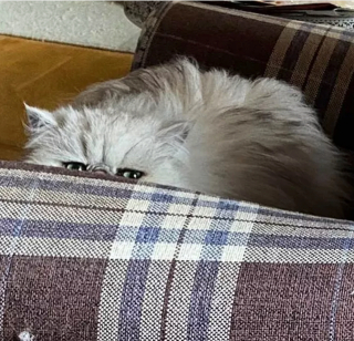 Illustration de l'article : 17 chats qui surveillent votre position ainsi que vos faits et gestes sans vous laisser de répit