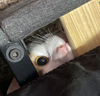 Illustration de l'article : 17 chats qui surveillent votre position ainsi que vos faits et gestes sans vous laisser de répit