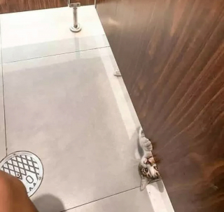 Illustration de l'article : 17 chats qui surveillent votre position ainsi que vos faits et gestes sans vous laisser de répit