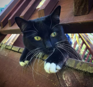 Illustration de l'article : 17 chats qui surveillent votre position ainsi que vos faits et gestes sans vous laisser de répit