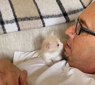 Illustration de l'article : Seul rescapé de sa portée, ce chaton délaissé par sa mère se bat de toutes ses forces pour survivre et grandir