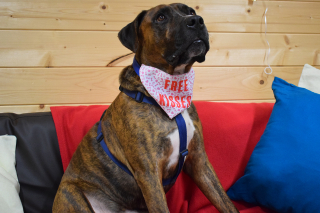 Illustration de l'article : Un refuge organise une fête d'adoption pour ce chien sans foyer depuis 200 jours, mais personne ne se présente à l'événement