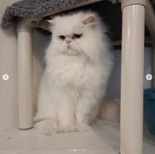 Illustration de l'article : L'annonce hilarante d'un café pour chats sur Instagram permet à ce chat grincheux d'être adopté