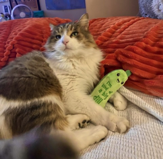 Illustration de l'article : L'étrange disparition d'un chat aperçu 2 mois plus tard avec un renard sur une caméra de surveillance