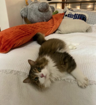 Illustration de l'article : L'étrange disparition d'un chat aperçu 2 mois plus tard avec un renard sur une caméra de surveillance