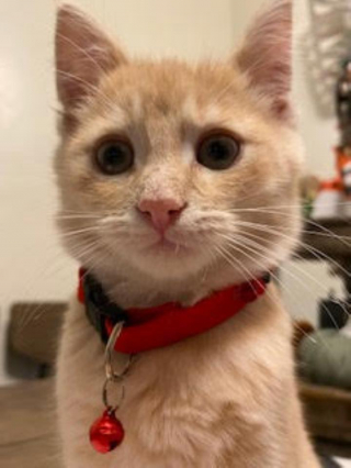 Illustration de l'article : Un pompier sauve un chaton des égouts mais leur histoire commune va prendre une autre tournure quelques semaines plus tard