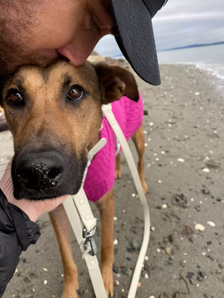 Illustration de l'article : Un chien de refuge, maigre et malade, incapable de regarder les humains dans les yeux tente une transformation presque impossible