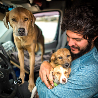 Illustration de l'article : En vacances, un homme et son chien découvrent 6 canidés errants qui ont besoin d’aide, dont 2 chiennes enceintes