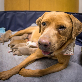 Illustration de l'article : En vacances, un homme et son chien découvrent 6 canidés errants qui ont besoin d’aide, dont 2 chiennes enceintes