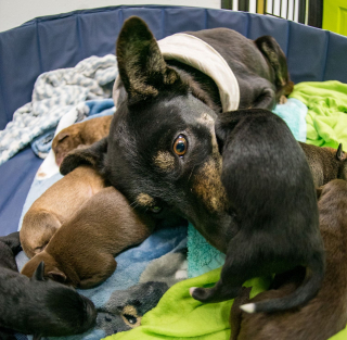 Illustration de l'article : En vacances, un homme et son chien découvrent 6 canidés errants qui ont besoin d’aide, dont 2 chiennes enceintes
