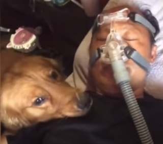 Illustration de l'article : Ce chien refuse de s’éloigner de son humain qui doit mettre un masque respiratoire pour dormir (vidéo)