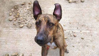 Illustration de l'article : Depuis 5 ans, cette chienne attend désespérément de trouver une famille aimante