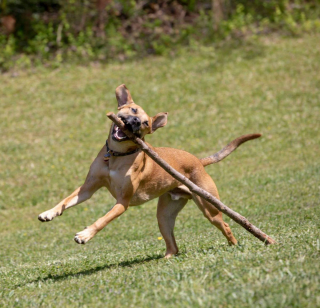 Illustration de l'article : 15 photos de chiens et chats qui n'ont qu'un seul but : booster votre bonne humeur