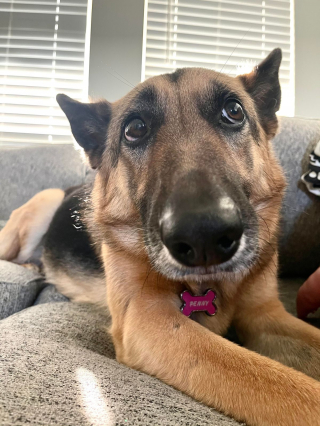 Illustration de l'article : 15 photos de chiens et chats qui n'ont qu'un seul but : booster votre bonne humeur