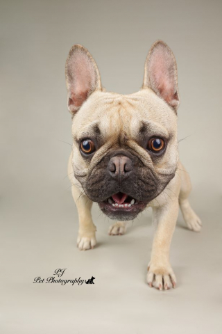 Illustration de l'article : 7 portraits d'animaux magnifiques réalisés par un photographe passionné