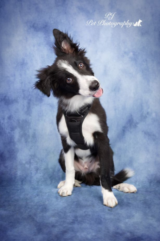 Illustration de l'article : 7 portraits d'animaux magnifiques réalisés par un photographe passionné