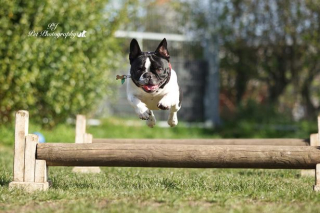 Illustration de l'article : 7 portraits d'animaux magnifiques réalisés par un photographe passionné