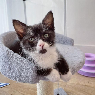 Illustration de l'article : Un chaton errant âgé d'à peine 24 heures s'accroche à la vie de toutes ses forces !