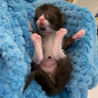 Illustration de l'article : Un chaton errant âgé d'à peine 24 heures s'accroche à la vie de toutes ses forces !