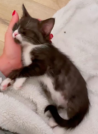 Illustration de l'article : Un chaton errant âgé d'à peine 24 heures s'accroche à la vie de toutes ses forces !