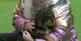 Illustration de l'article : Le coup de foudre entre une enfant malade et un chiot émeut aux larmes les téléspectateurs