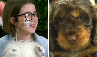 Illustration de l'article : Le coup de foudre entre une enfant malade et un chiot émeut aux larmes les téléspectateurs