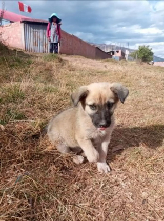 Illustration de l'article : Traumatisé par son abandon, l'unique chiot d'un refuge reçoit un accueil chaleureux de la part des pensionnaires (vidéo)