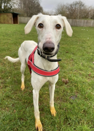 Illustration de l'article : Un chien Lévrier aux pattes jaunes apprend à vaincre sa timidité et attend sa nouvelle famille pour la vie