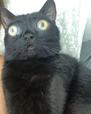 Illustration de l'article : Elles découvrent une boule de poils « ressemblant à un extraterrestre » abandonnée dans un champ et lui tendent la main