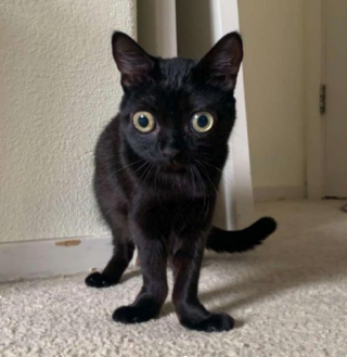 Illustration de l'article : Elles découvrent une boule de poils « ressemblant à un extraterrestre » abandonnée dans un champ et lui tendent la main