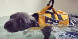 Illustration de l'article : Abandonné et souffrant d'un problème neurologique, ce chiot se bat pour avoir une vie normale