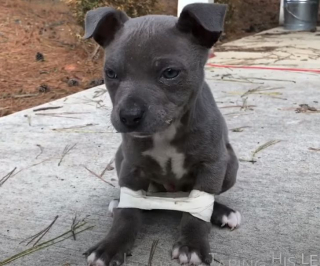 Illustration de l'article : Abandonné et souffrant d'un problème neurologique, ce chiot se bat pour avoir une vie normale