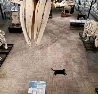 Illustration de l'article : Ces 13 chats et chiens n'ont pas leur pareil pour nous aider à relativiser