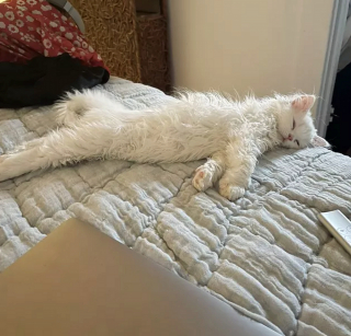 Illustration de l'article : Ces 13 chats et chiens n'ont pas leur pareil pour nous aider à relativiser