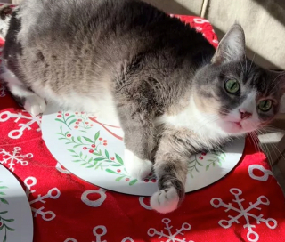 Illustration de l'article : Ces 13 chats et chiens n'ont pas leur pareil pour nous aider à relativiser