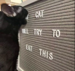 Illustration de l'article : Ces 13 chats et chiens n'ont pas leur pareil pour nous aider à relativiser